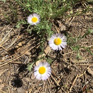 Meet your Posher, Monica